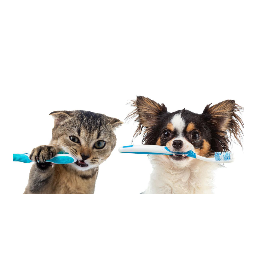 Perros - higiene y cuidados - higiene bucal y dental